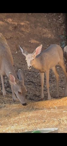 15234 Stormy Ln, Glencoe, CA 95232