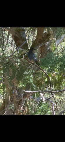 15234 Stormy Ln, Glencoe, CA 95232