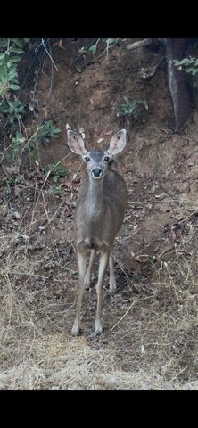 15234 Stormy Ln, Glencoe, CA 95232