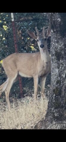 15234 Stormy Ln, Glencoe, CA 95232