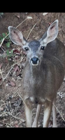 15234 Stormy Ln, Glencoe, CA 95232