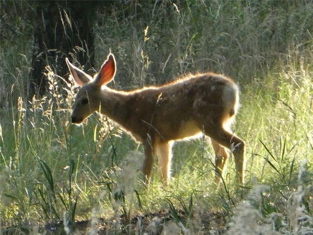 3 Highland Ranch Road, Wilsall, MT 59086