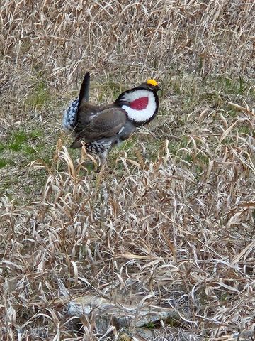 3 Highland Ranch Road, Wilsall, MT 59086