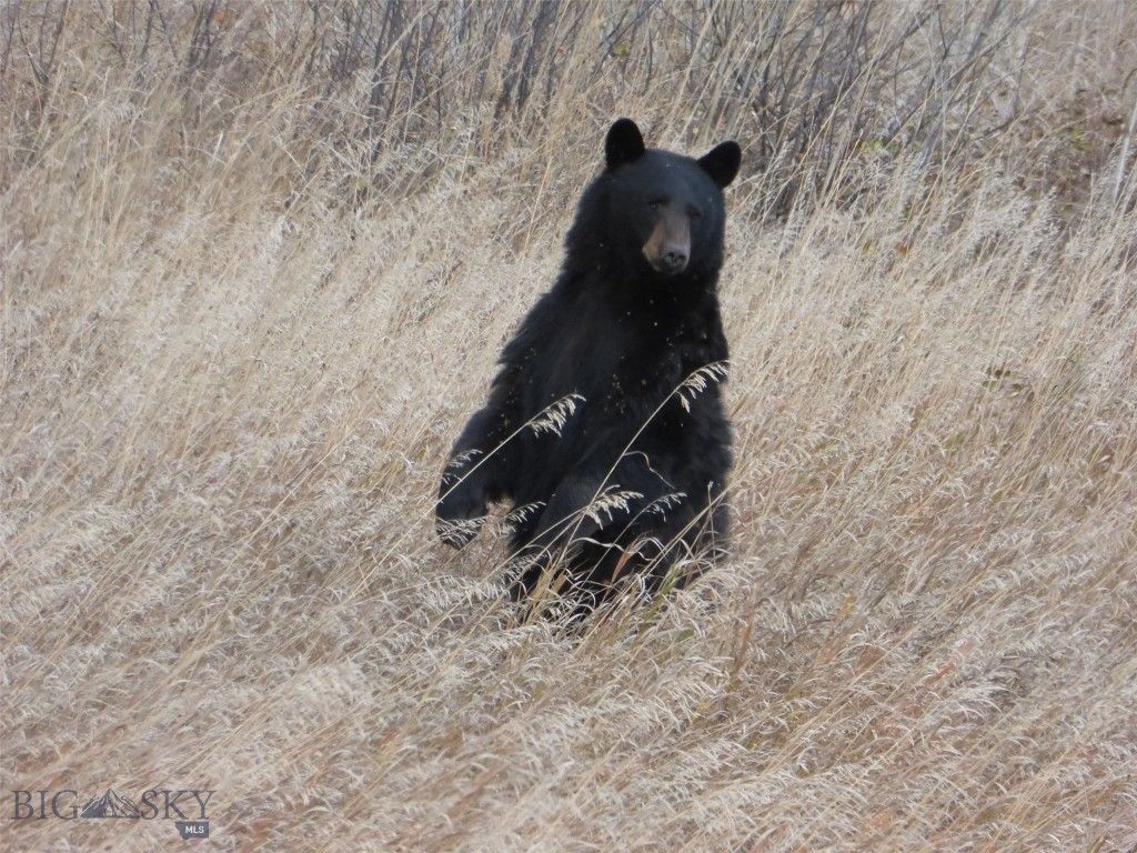 3 Highland Ranch Road, Wilsall, MT 59086 photo 80
