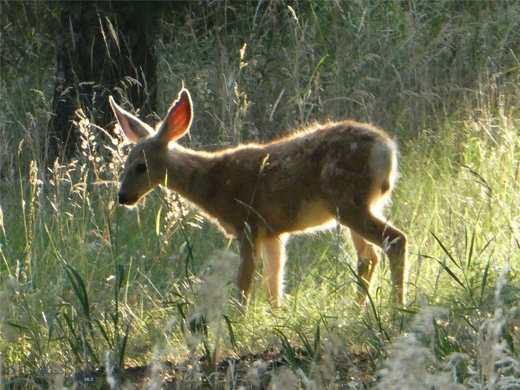 3 Highland Ranch Road, Wilsall, MT 59086 photo 82