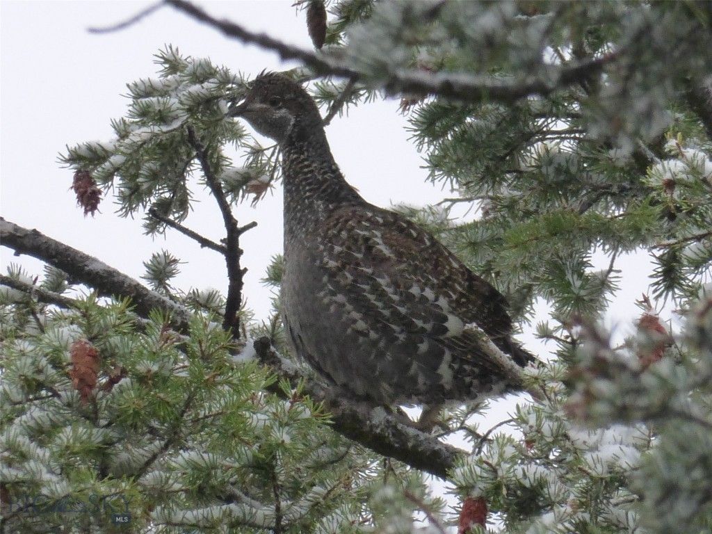 3 Highland Ranch Road, Wilsall, MT 59086 photo 86