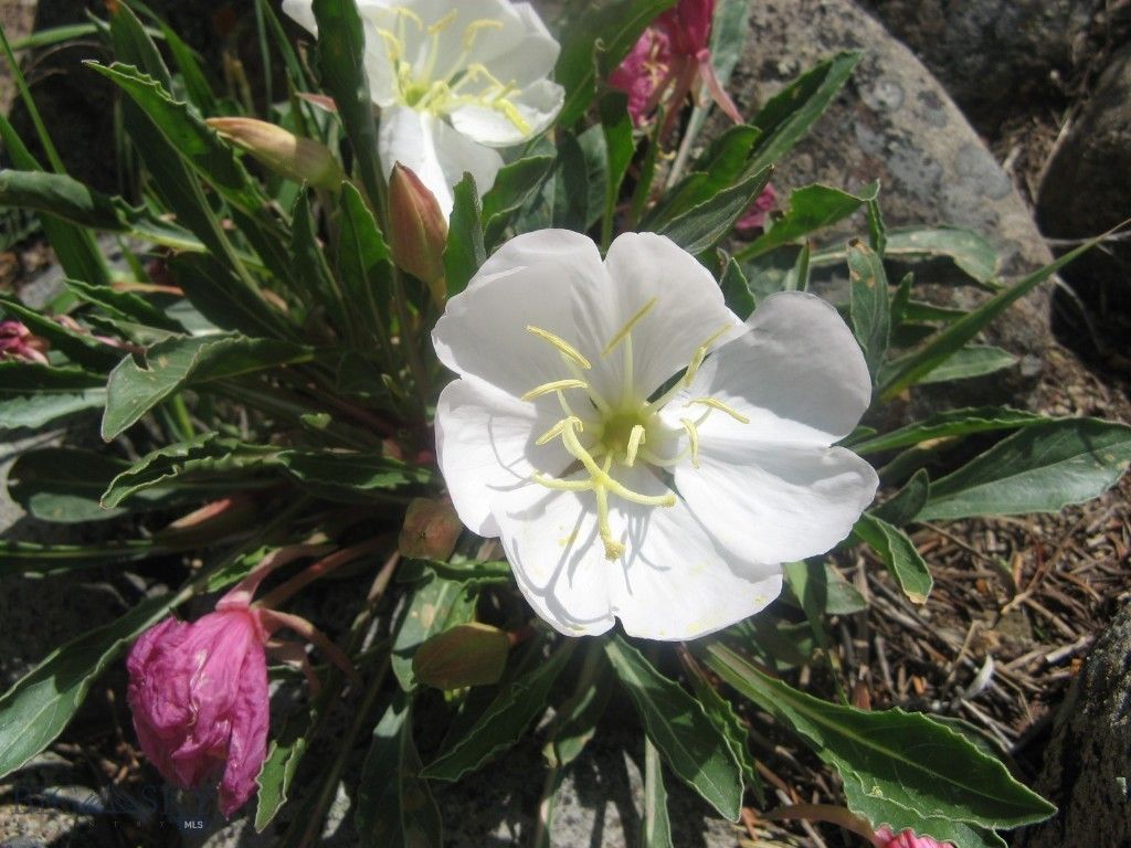 3 Highland Ranch Road, Wilsall, MT 59086 photo 89