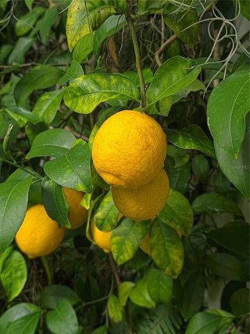 34041 HIGHLAND ROAD, Leesburg, FL 34788