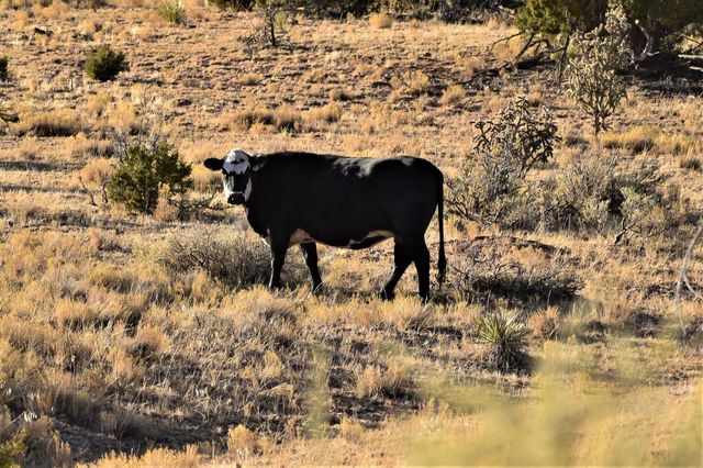 37 CHATO Trail, Mountainair, NM 87036