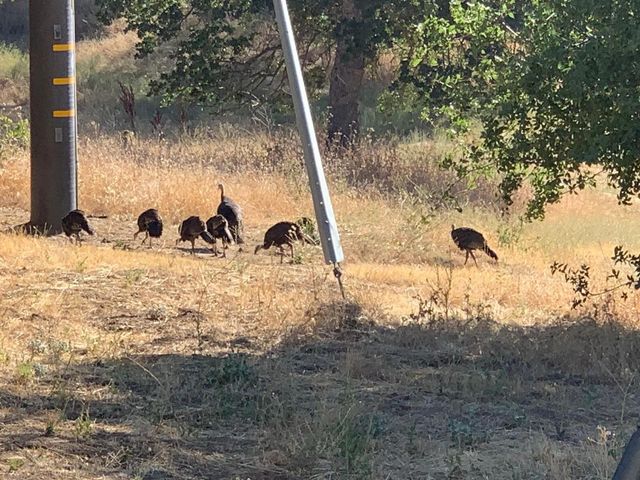 45171 Balch Park Road, Springville, CA 93265