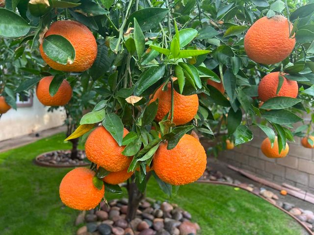 41905 Trent Place, Indio, CA 92203