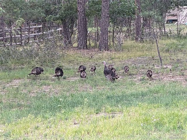 1240 Kenosha Dr, Larkspur, CO 80118