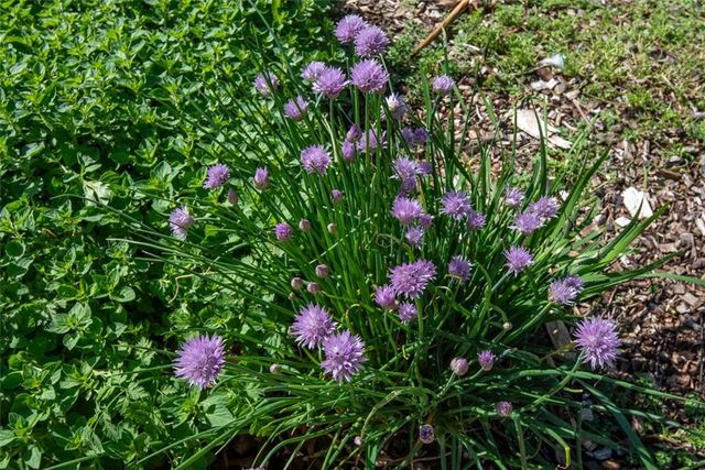 1061 Pumpkin Ridge Street, Gardner, KS 66030