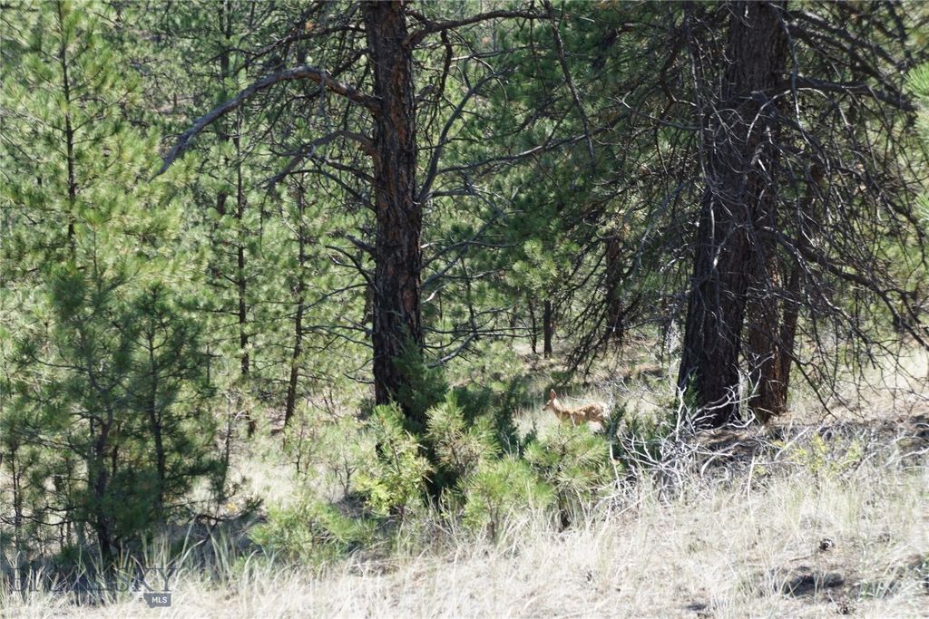 558 Dearborn River Road, Cascade, MT 59421 photo 29