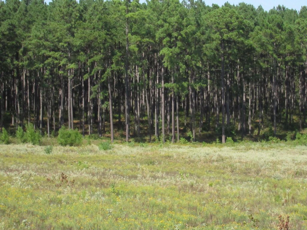 0025 Fm 256 N, Woodville, TX 75979