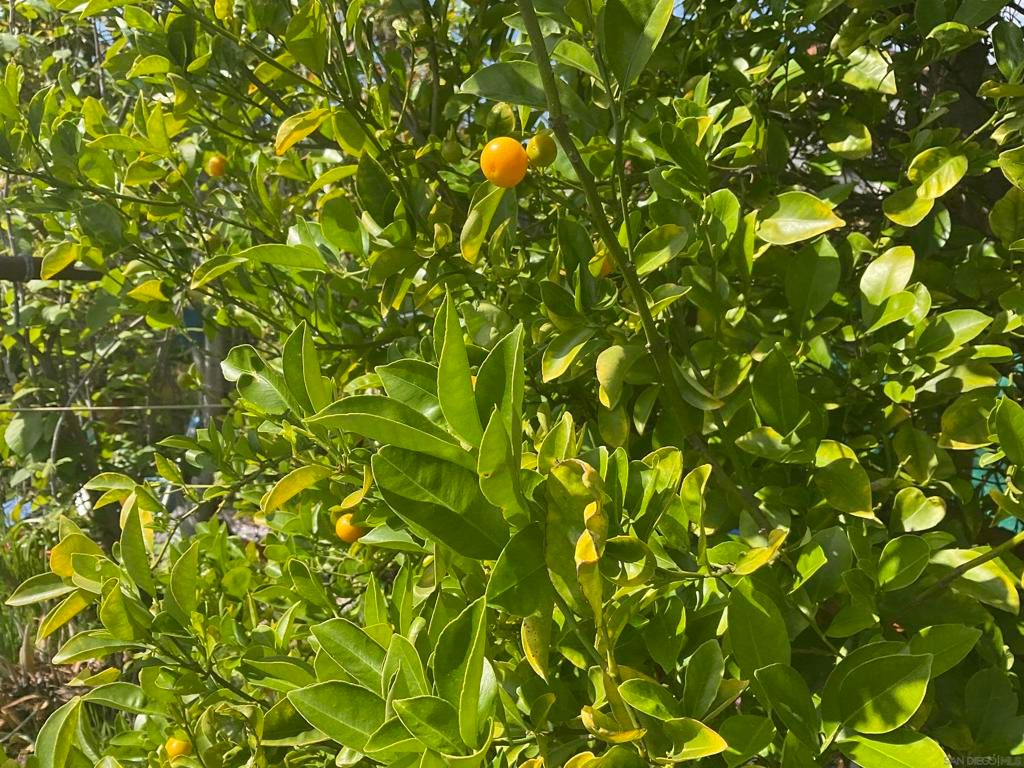 Image 8 of property listing at 6197 Daisy Pl, San Diego, CA 92114