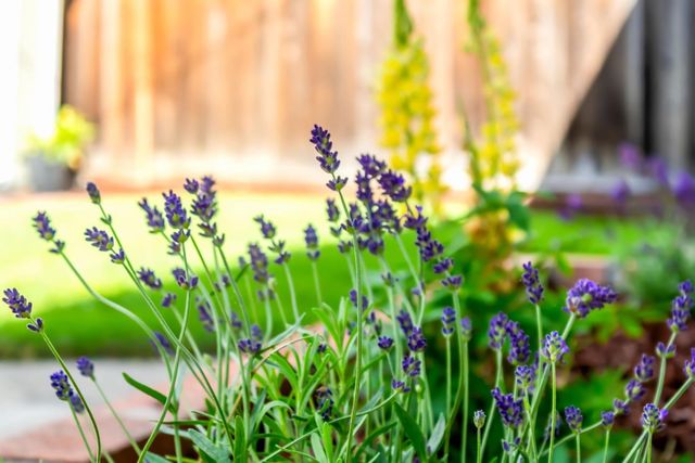 4935 Rhonda Drive, San Jose, CA 95129