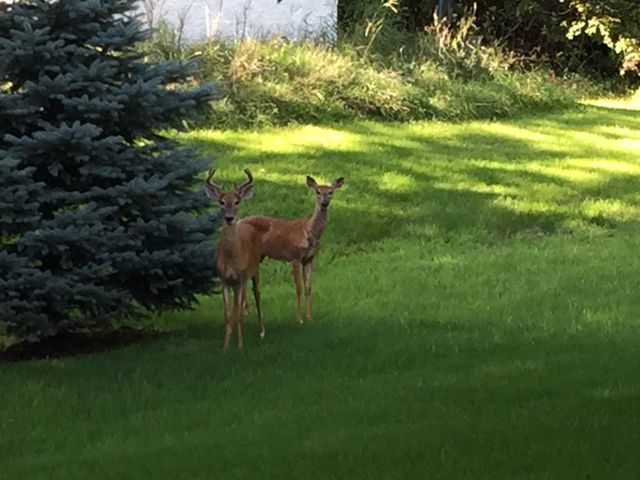 19701 Rush Street NW, Elk River, MN 55330