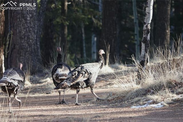 748 Pinewood Road, Florissant, CO 80816