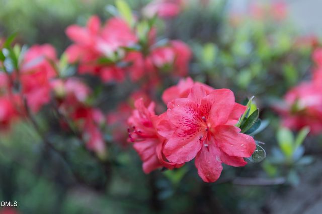 4314 Pin Oak Drive, Durham, NC 27707