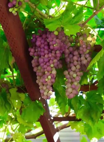 2158 Capitol Park Court, San Jose, CA 95132