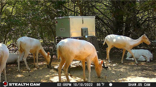 11947 Gordon Lane, Bryan, TX 77808