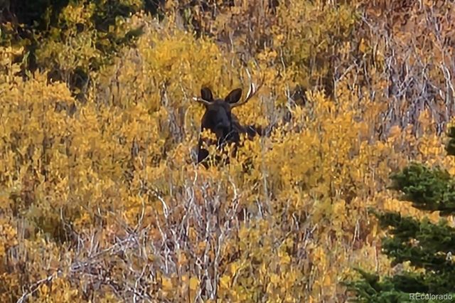 365 Gold Pan Lane, Fairplay, CO 80440