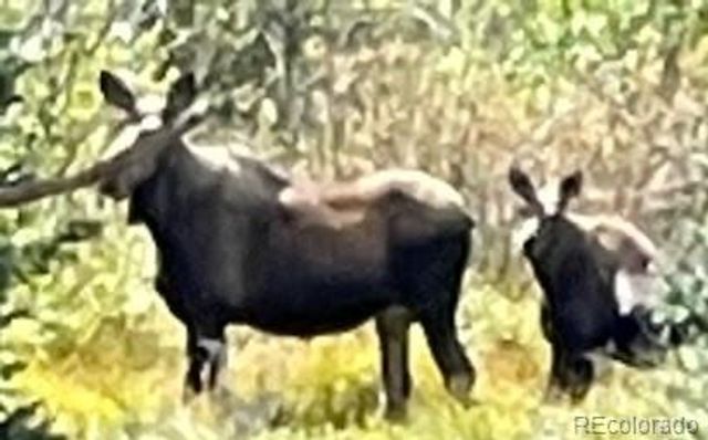 365 Gold Pan Lane, Fairplay, CO 80440