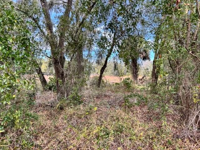 195 LAKE MOLLY AVENUE, Deland, FL 32724