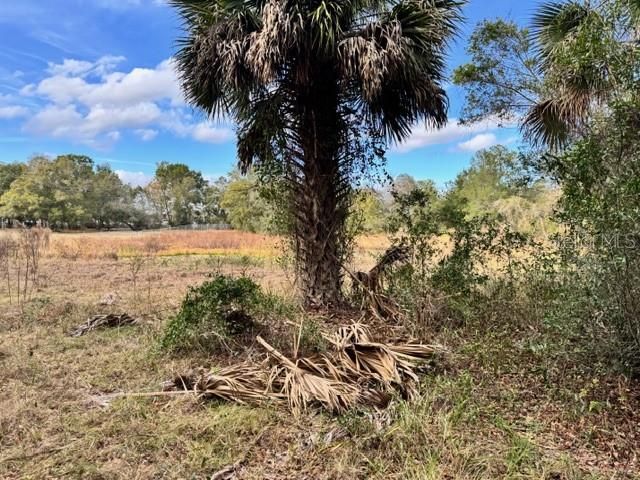 195 LAKE MOLLY AVENUE, Deland, FL 32724