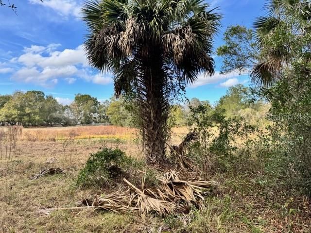 195 LAKE MOLLY AVENUE, Deland, FL 32724