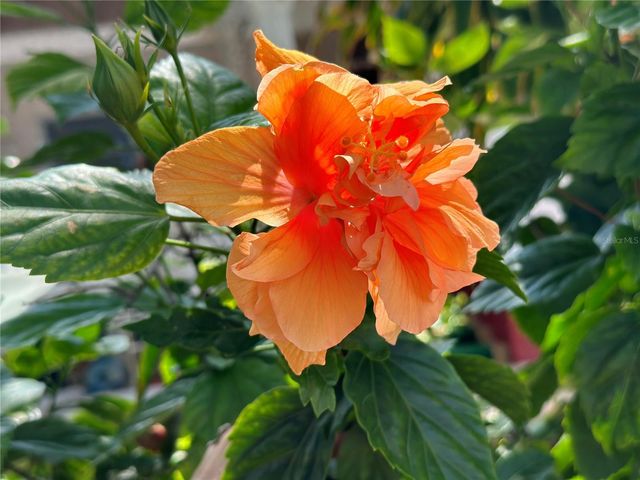 5925 SHORE BOULEVARD S 505, Gulfport, FL 33707