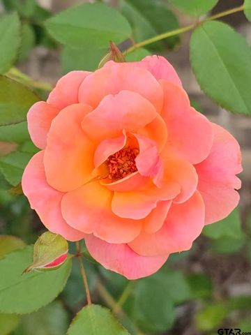 803 Sunny Meadows, Whitehouse, TX 75791