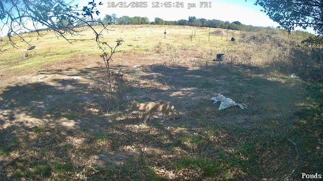 1440 County Road 2100, Cooper, TX 75432