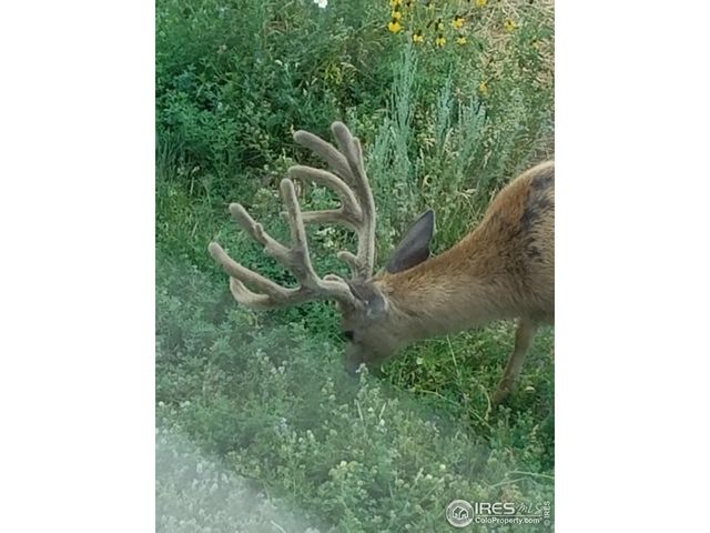 981 Palisade Mountain Dr, Drake, CO 80515