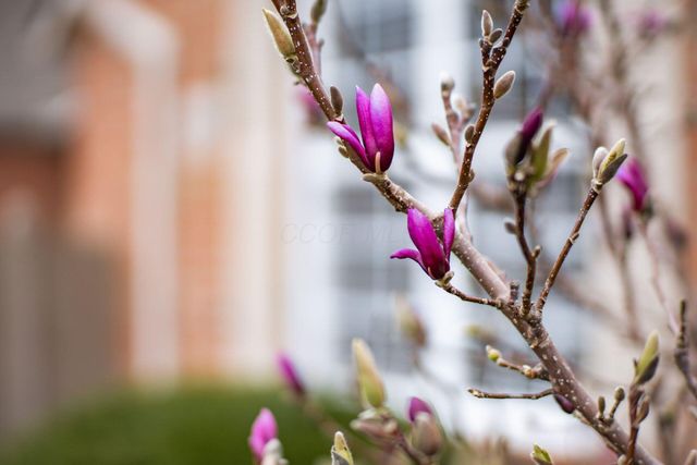 4263 Cobbleton Grove Circle, 1, Canal Winchester, OH 43110