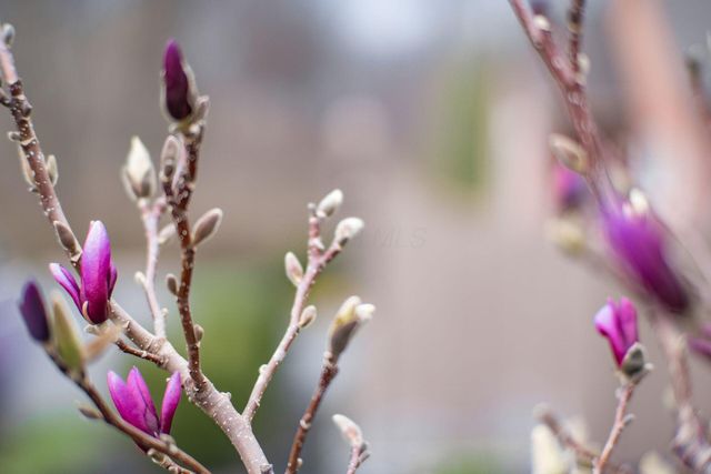 4263 Cobbleton Grove Circle, 1, Canal Winchester, OH 43110