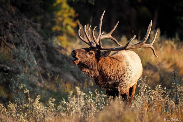 4257 Troutdale Village Drive, Evergreen, CO 80439