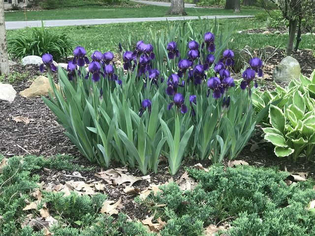 4080 Joanne Court, Ann Arbor, MI 48103