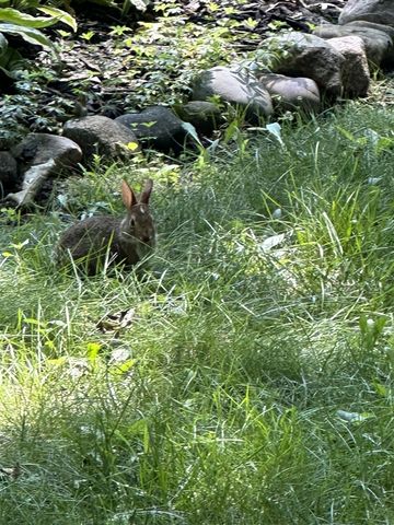 4080 Joanne Court, Ann Arbor, MI 48103