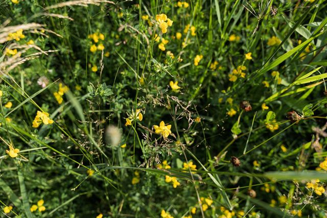 18467 Vineland Road, Kathio Twp, MN 56359