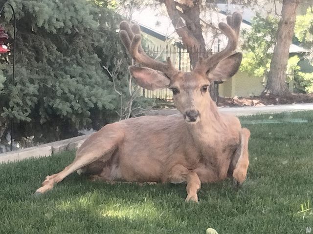 4122 IMPERIAL WAY, Provo, UT 84604
