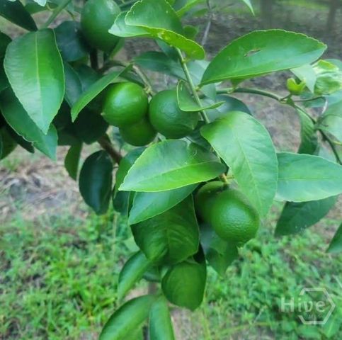 26 Nancy Place, Savannah, GA 31406