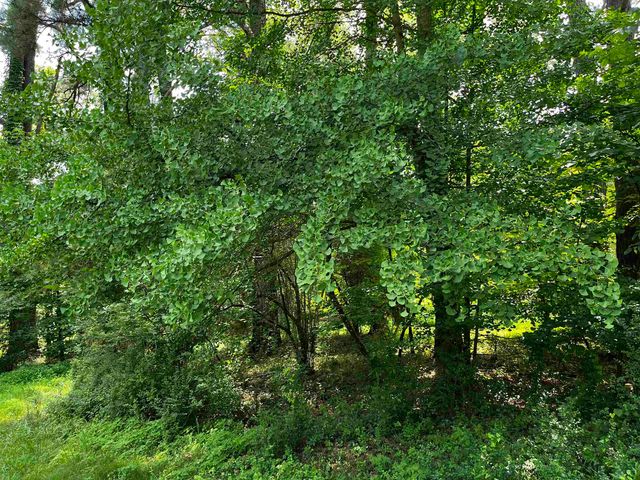 4258 OLD BROWNSVILLE RD, Unincorporated, TN 38135
