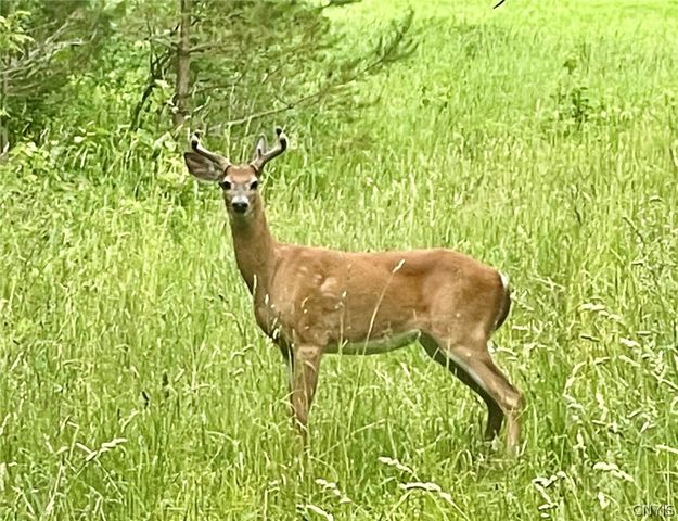 278 Country Club, Fowler, NY 13642