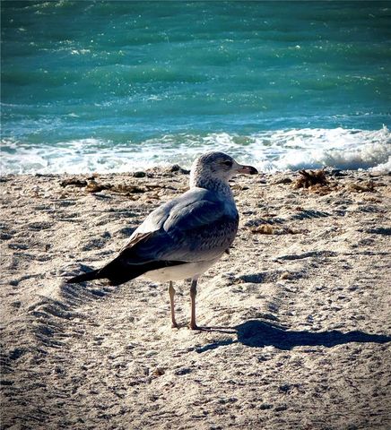 17 LAFITTE DRIVE, Nokomis, FL 34275