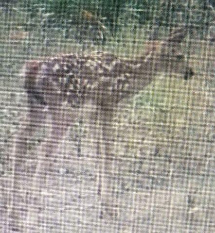 Lot Antioch Cemetery 17.11 Acres Road, Ponce De Leon, FL 32455