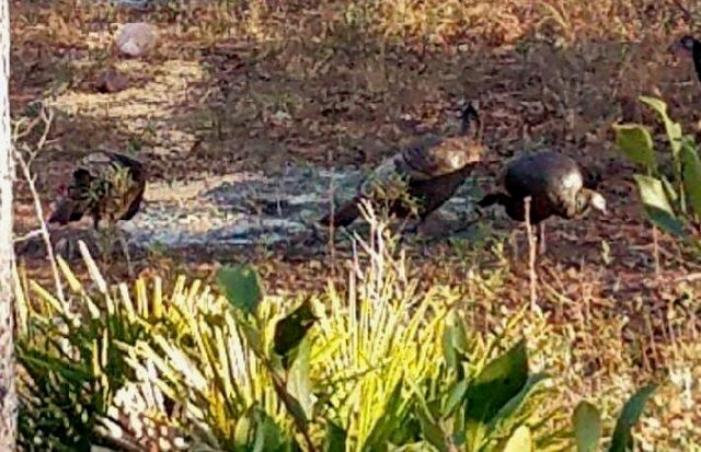 Lot Antioch Cemetery 17.11 Acres Road, Ponce De Leon, FL 32455